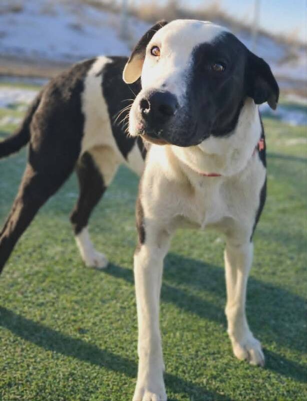 Picture of the Animal Listed